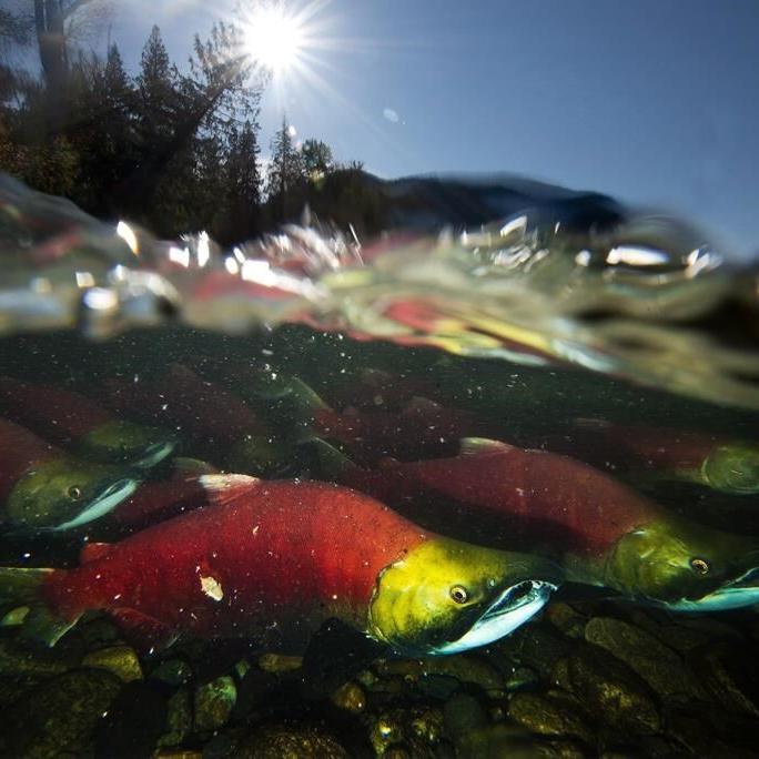 'Marathon in a sauna': emergency projects aim to help B.C. salmon through drought